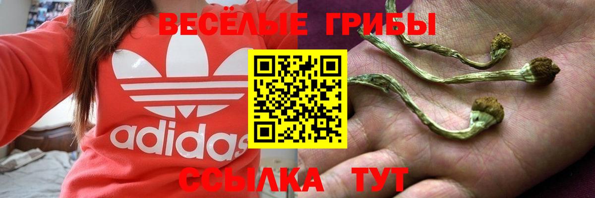 Галлюциногенные грибы Psilocybine cubensis  Вход с VPN  Железноводск 
